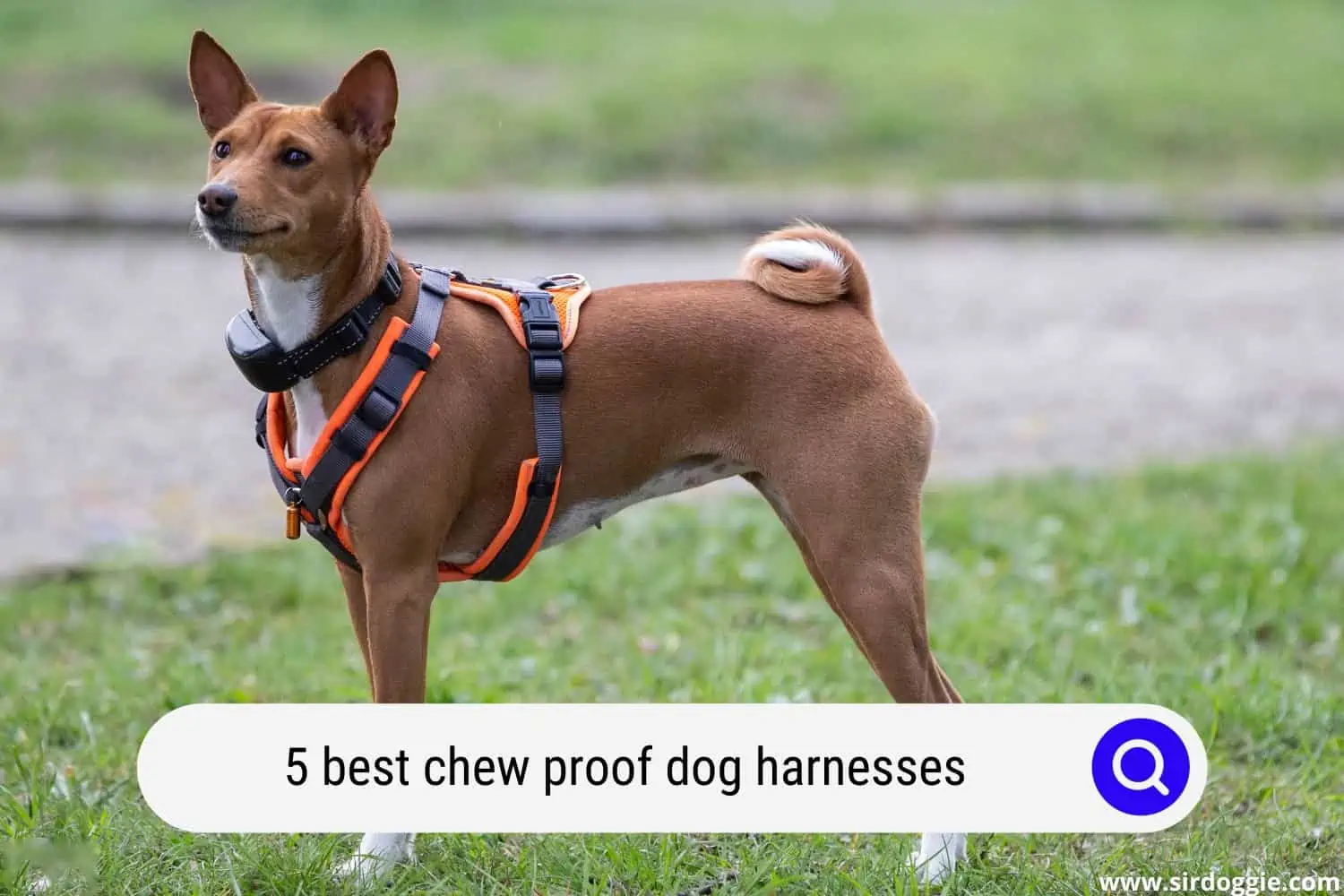 best chew proof dog harnesses