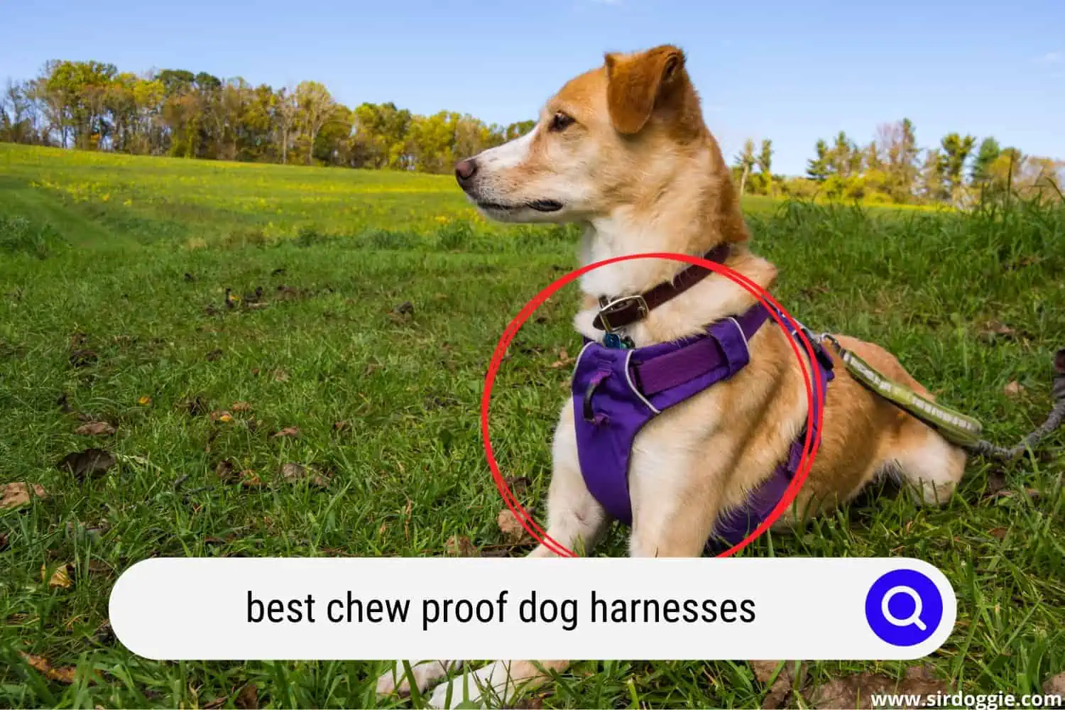 Dog wearing chew proof harness
