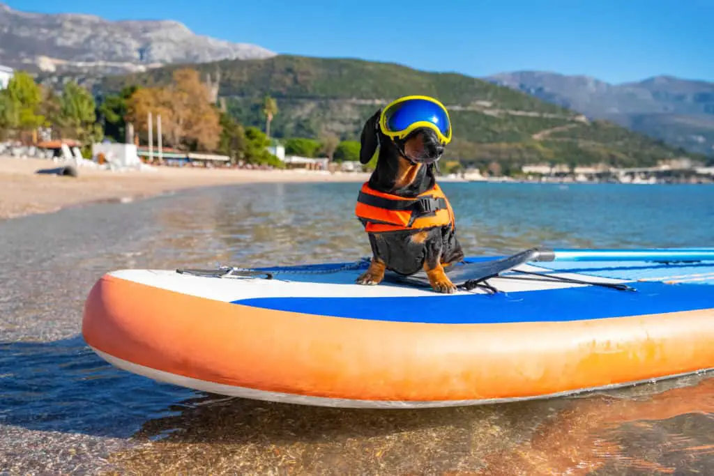 Dachshund dog getting ready to swim wearing funny scuba gear on paddle board