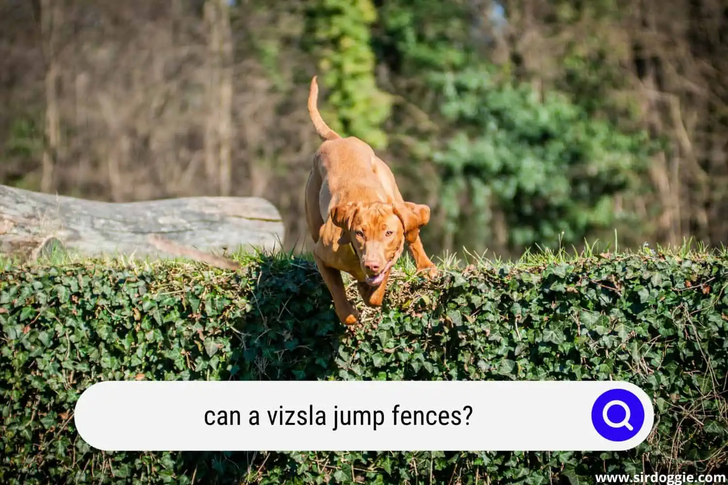 can a vizsla jump fences