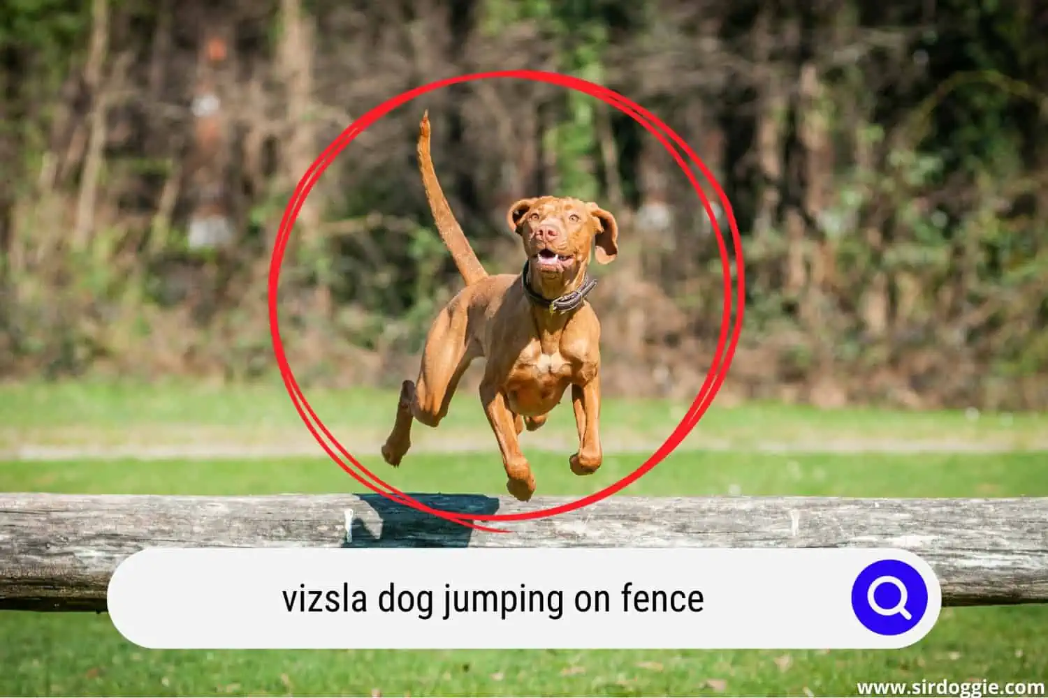 Vizsla dog jumping on fence