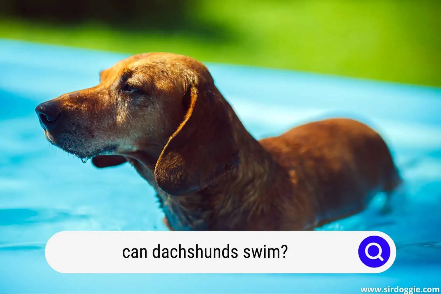 can dachshunds swim