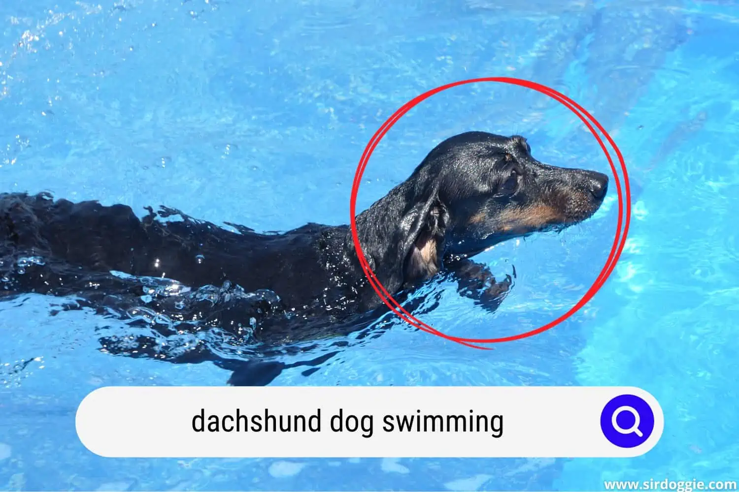 Dachshund dog swimming