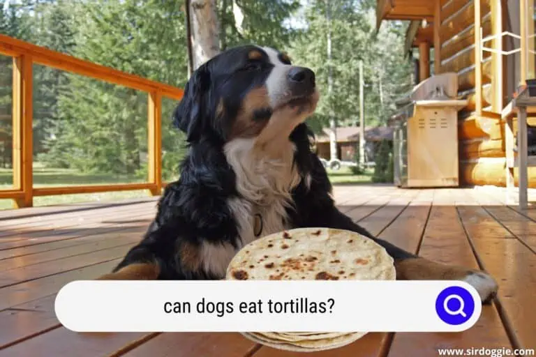 Can Dogs Eat Tortillas? 7 Ingredients Examined