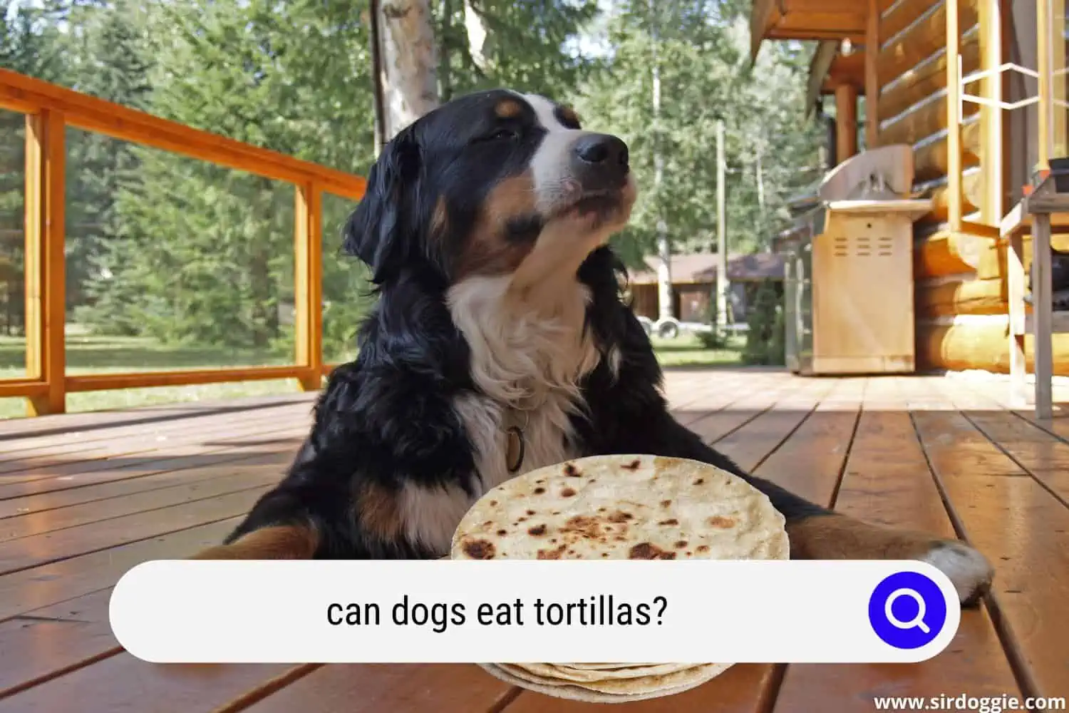 can dogs eat tortillas
