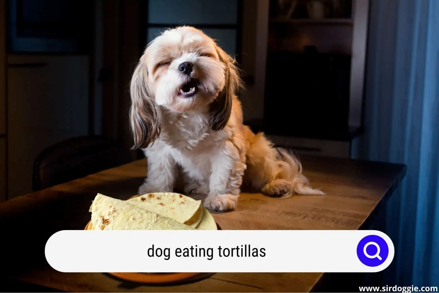 dog eating tortillas