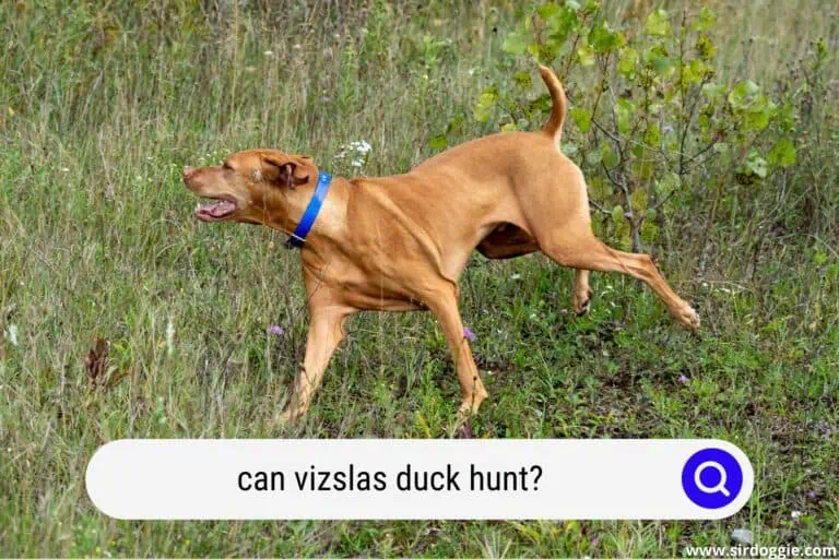 Can Vizslas Duck Hunt?