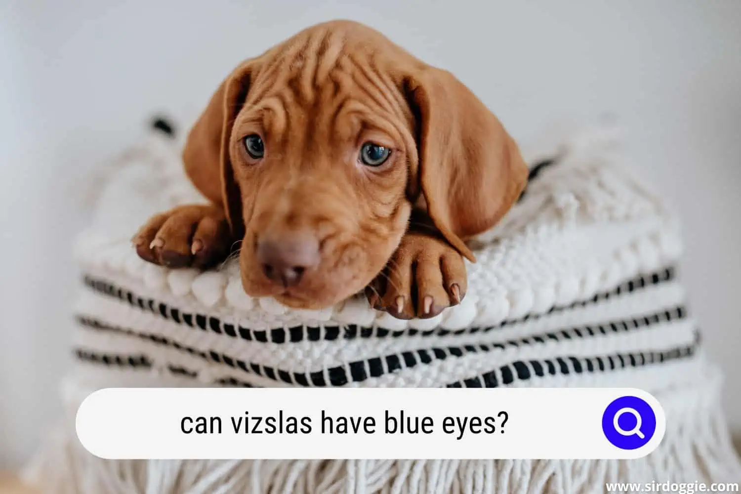 can vizslas have blue eyes