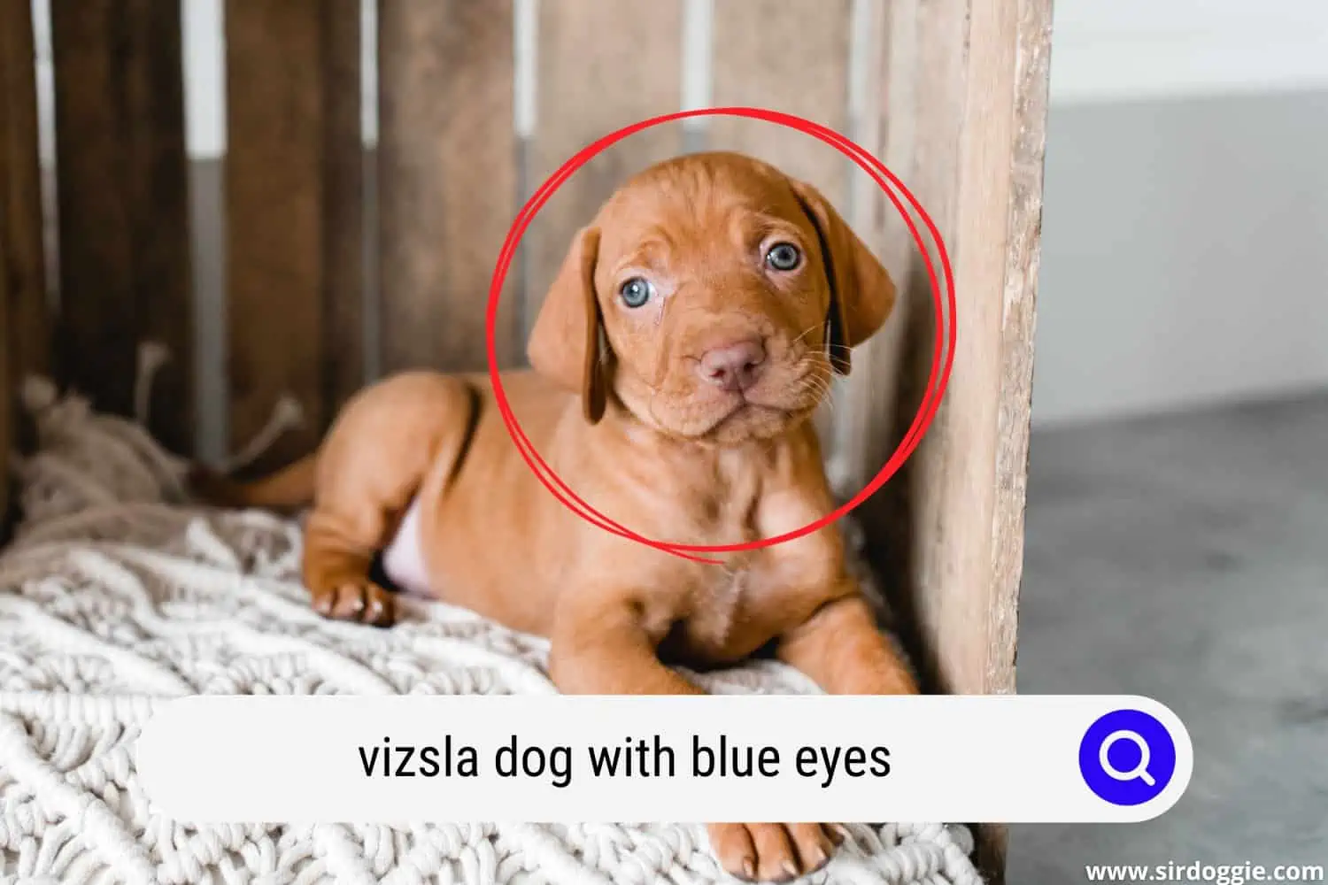 Vizsla puppy with blue eyes