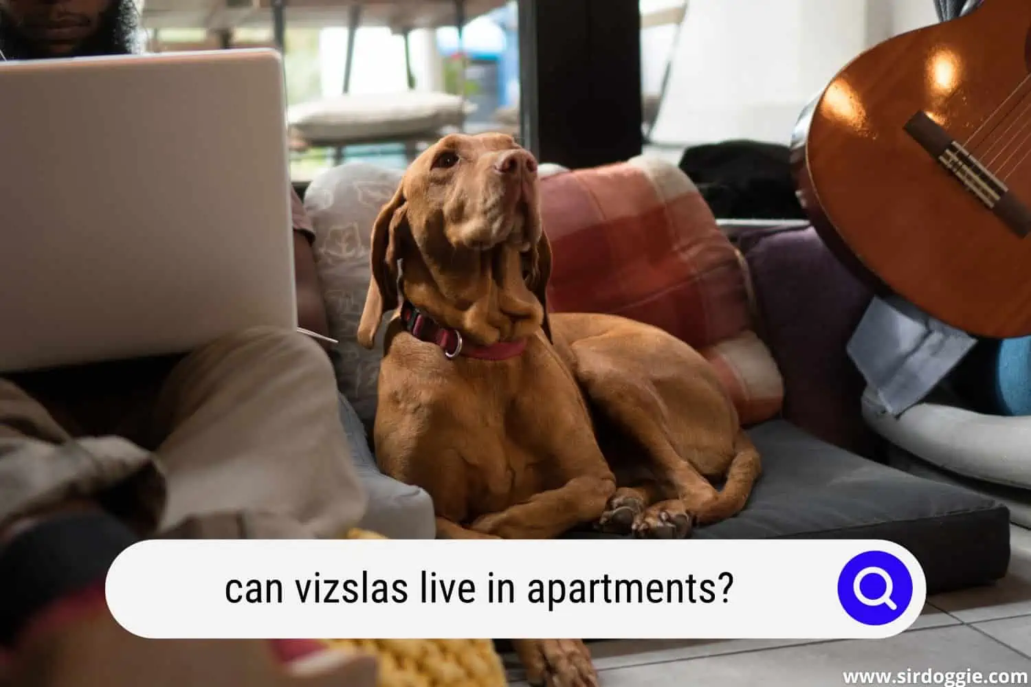 can vizslas live in apartments