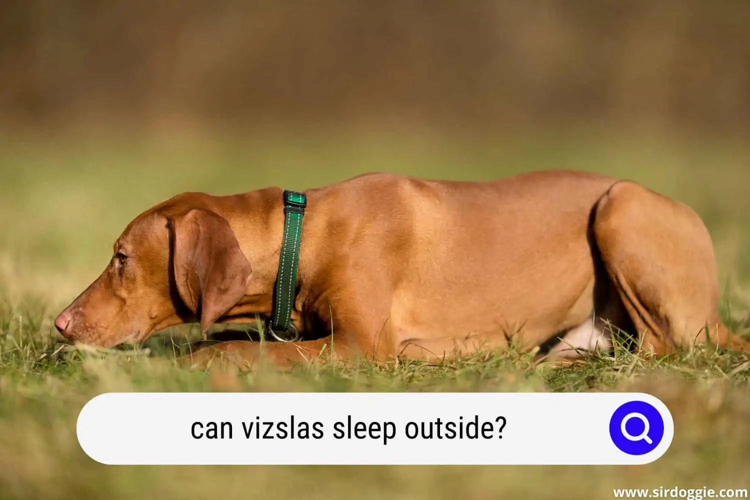 can vizslas sleep outside