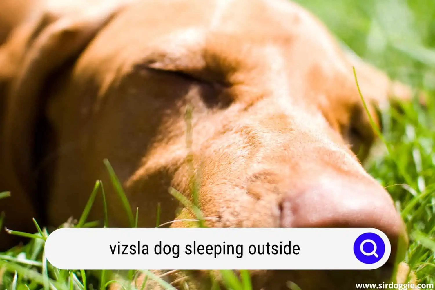 Vizsla dog sleeping outside in the grass