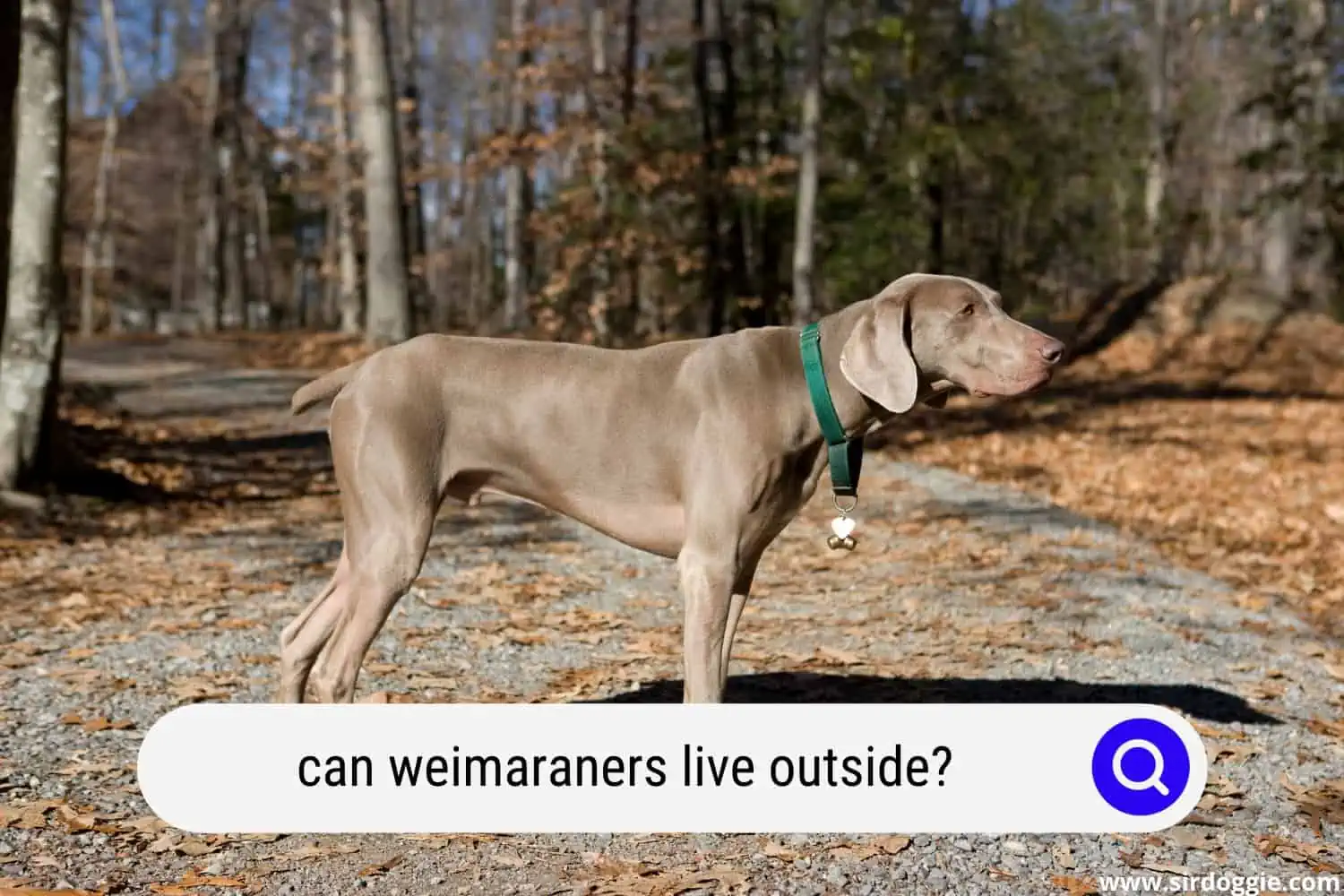 can weimaraners live outside