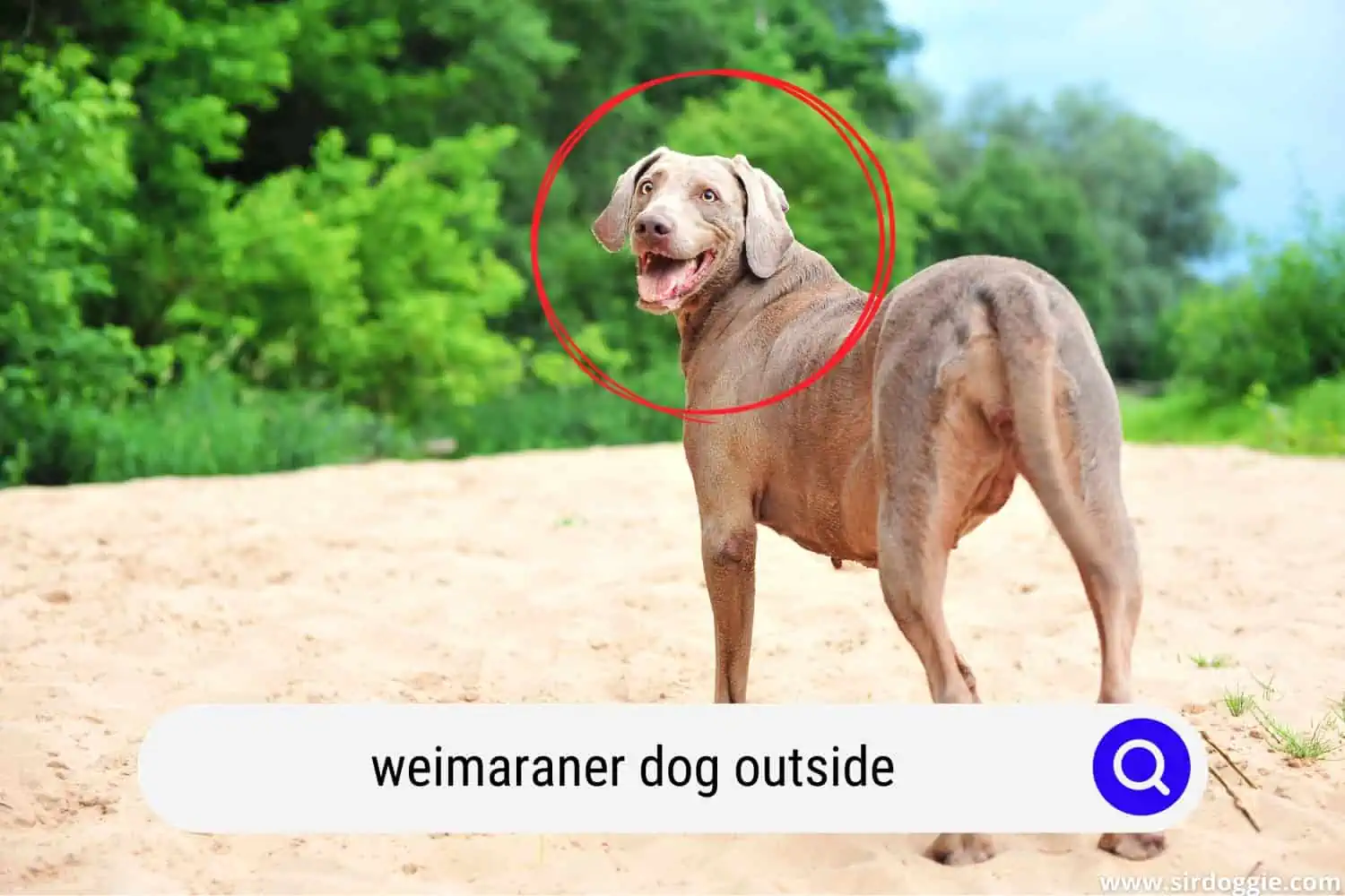 Happy Weimaraner dog walking outside
