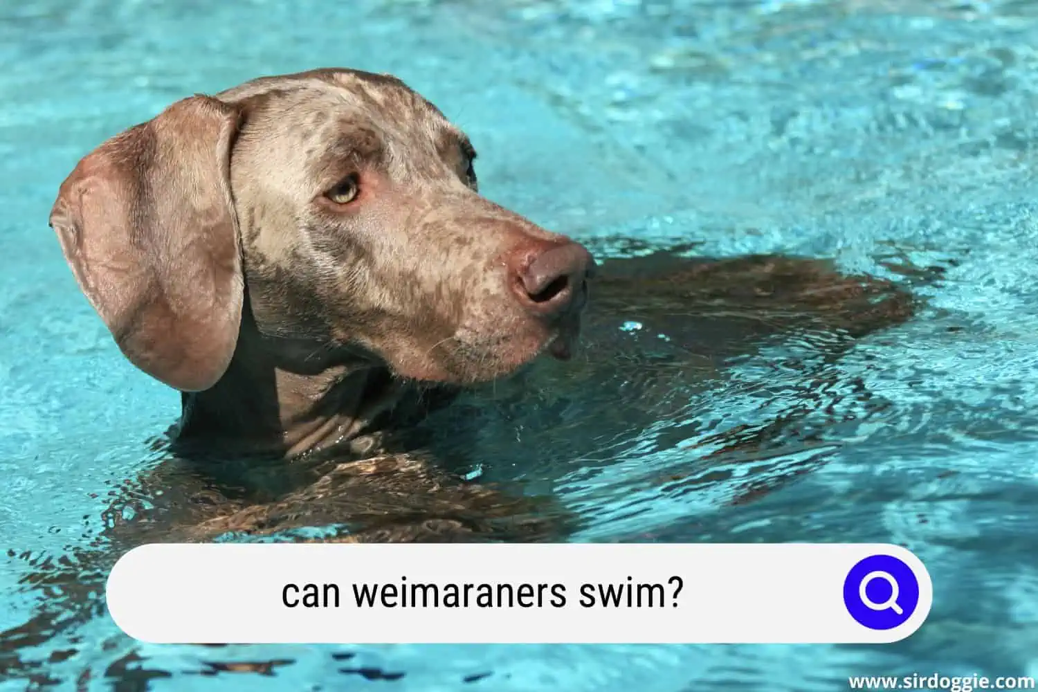 can weimaraners swim