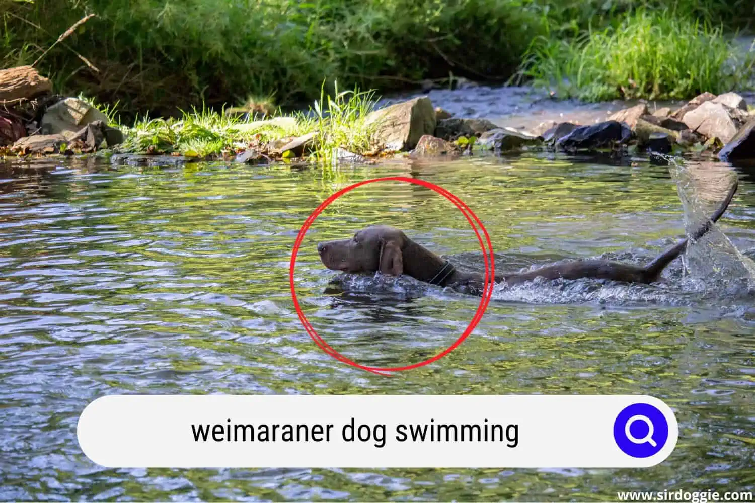 Weimaraner dog swimming in the river