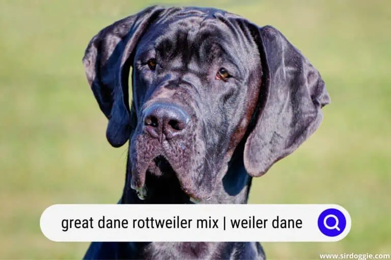 Great Dane Rottweiler Mix | The Weiler Dane