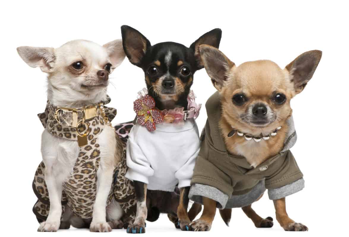 Three Chihuahuas, 2 years old, dressed up and 1 year old, dressed up and3 years old, dressed up and sitting in front of white background