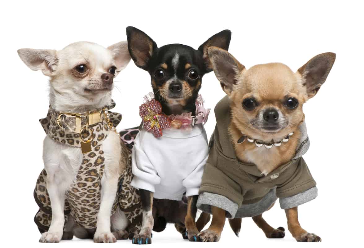 Are Chihuahuas Smart? Indepth Dog IQ Analysis Sir Doggie