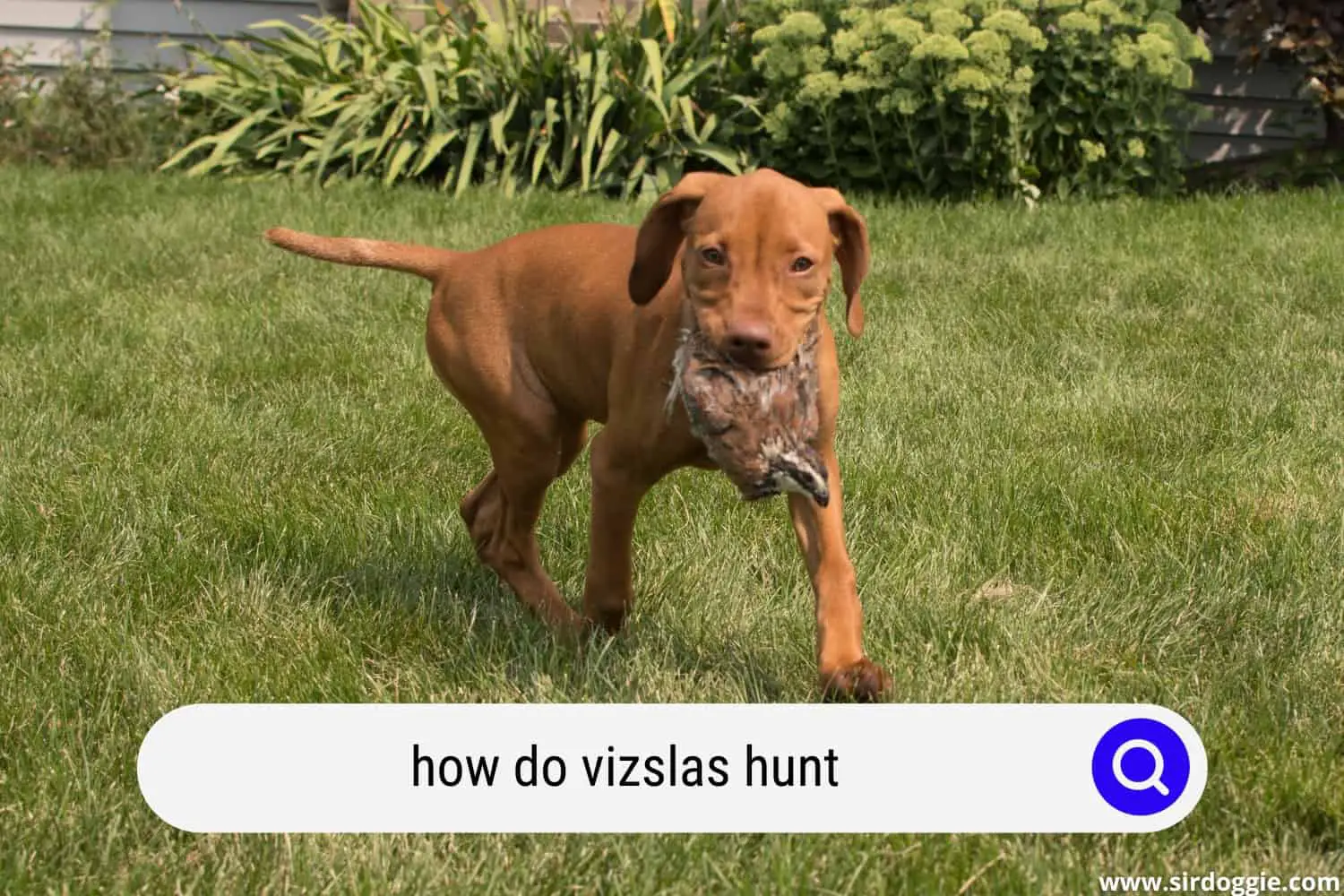 how do vizslas hunt