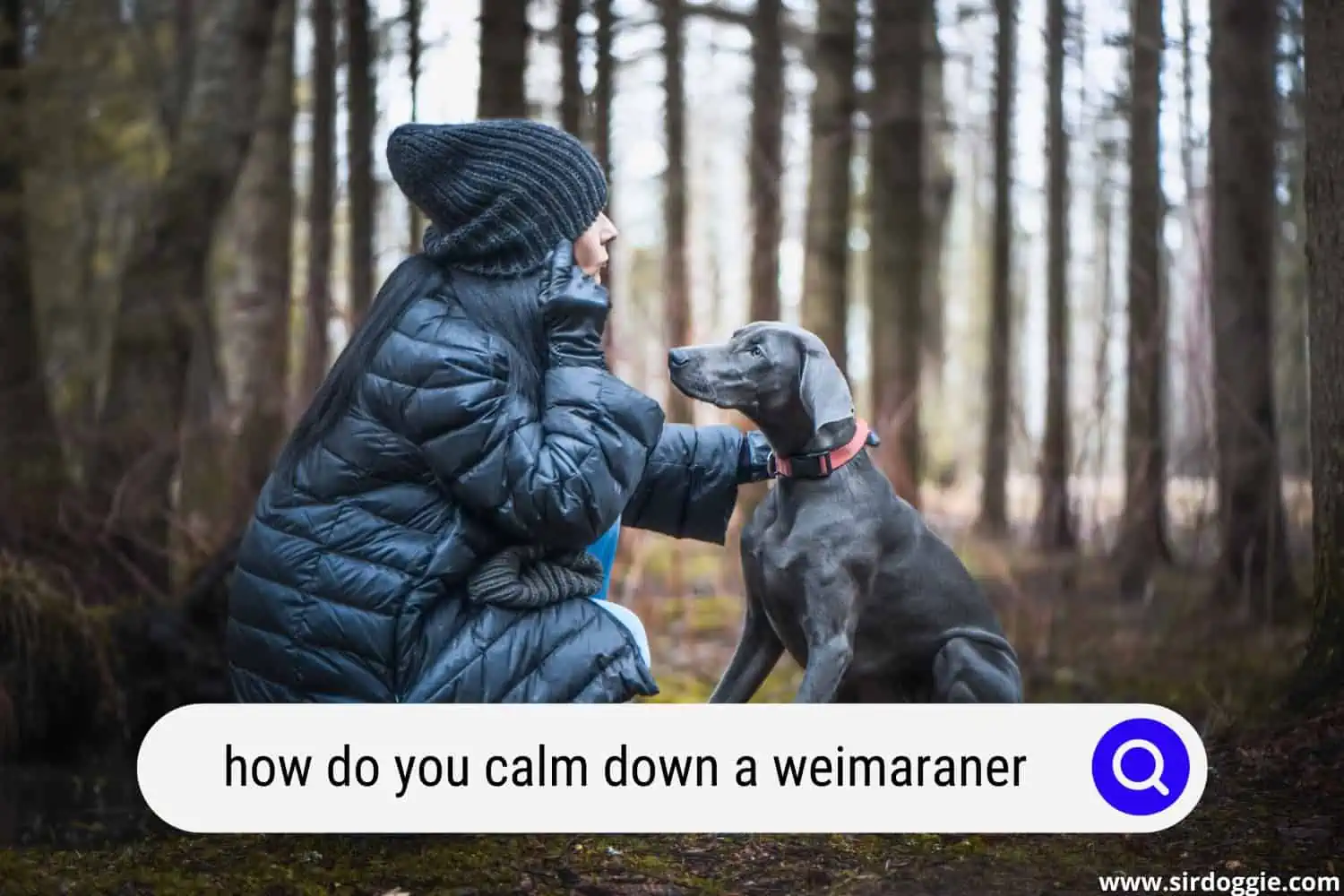 how do you calm down a weimaraner