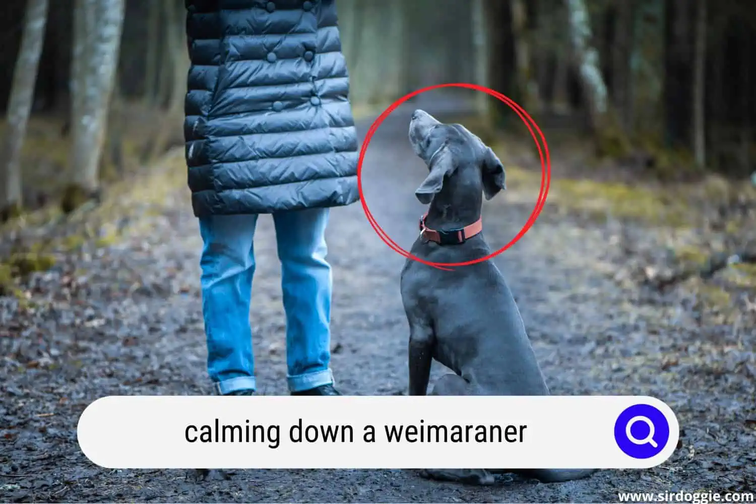 Owner calming down a Weimaraner dog
