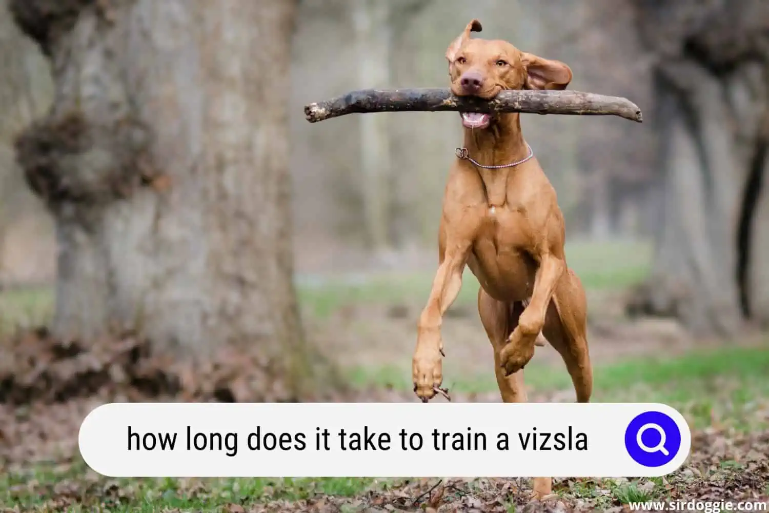 how long does it take to train a vizsla