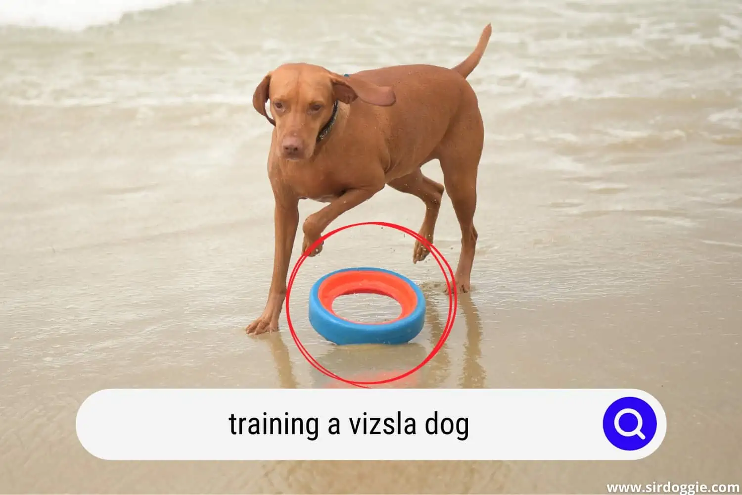 Vizsla fetch training on the beach