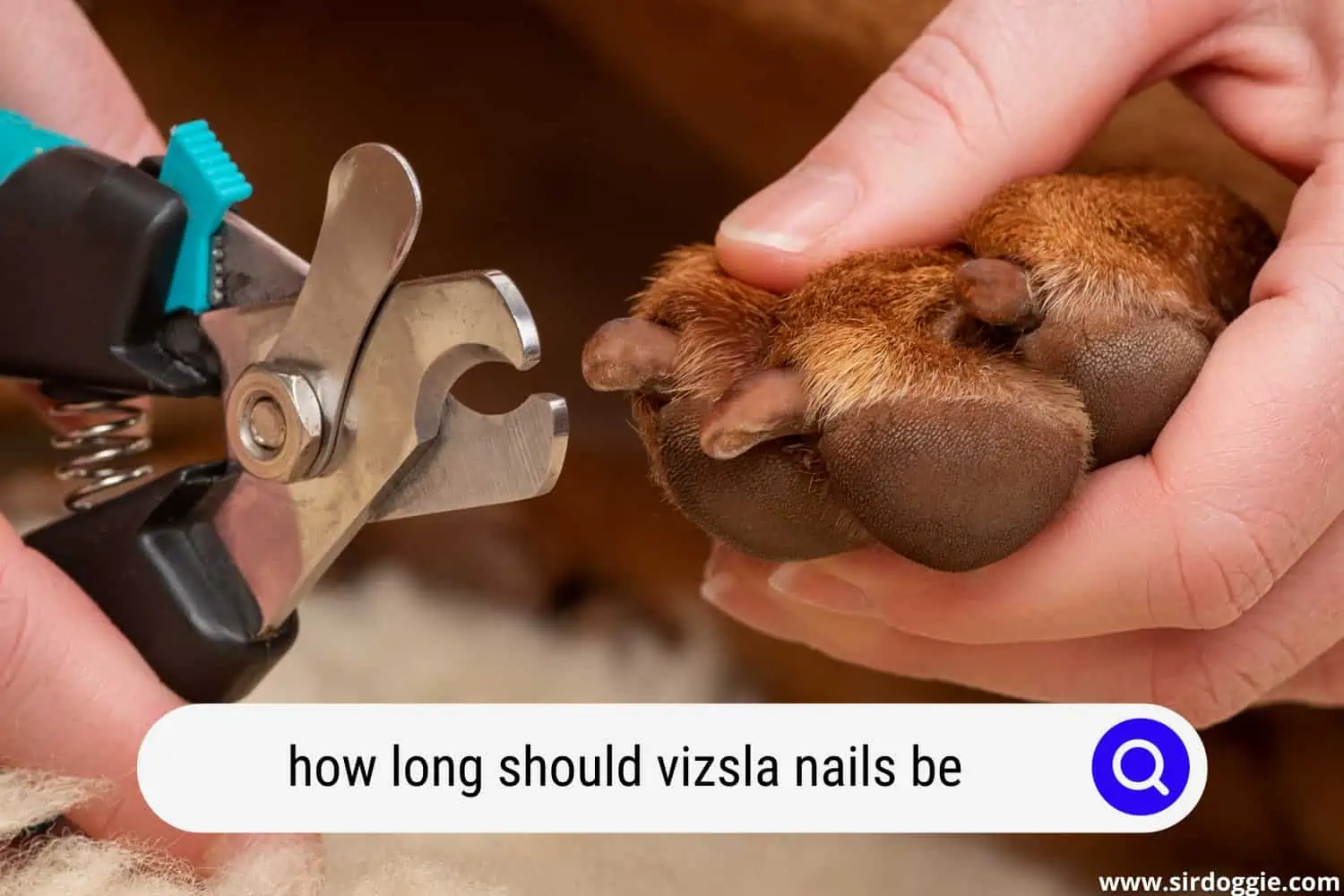 how long should vizsla nails be
