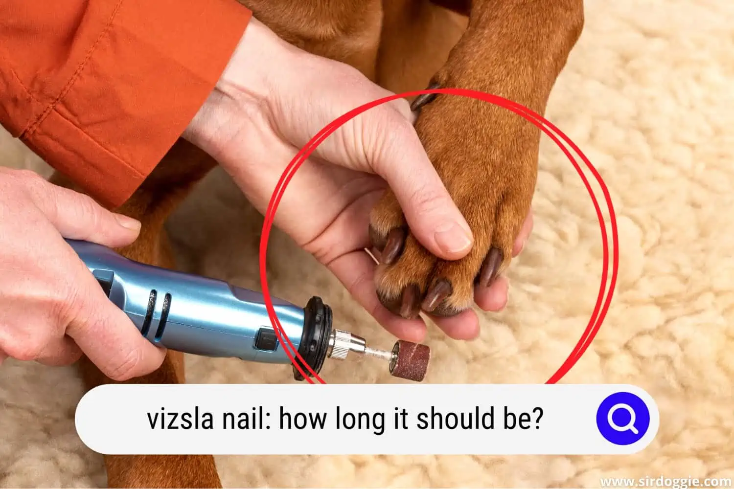 Pet owner trimming Vizsla nail