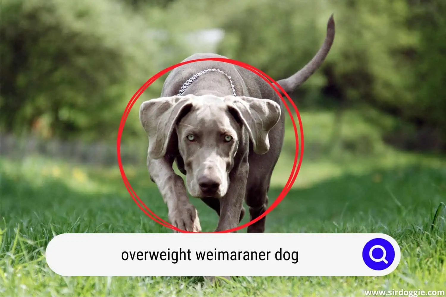 overweight weimaraner dog