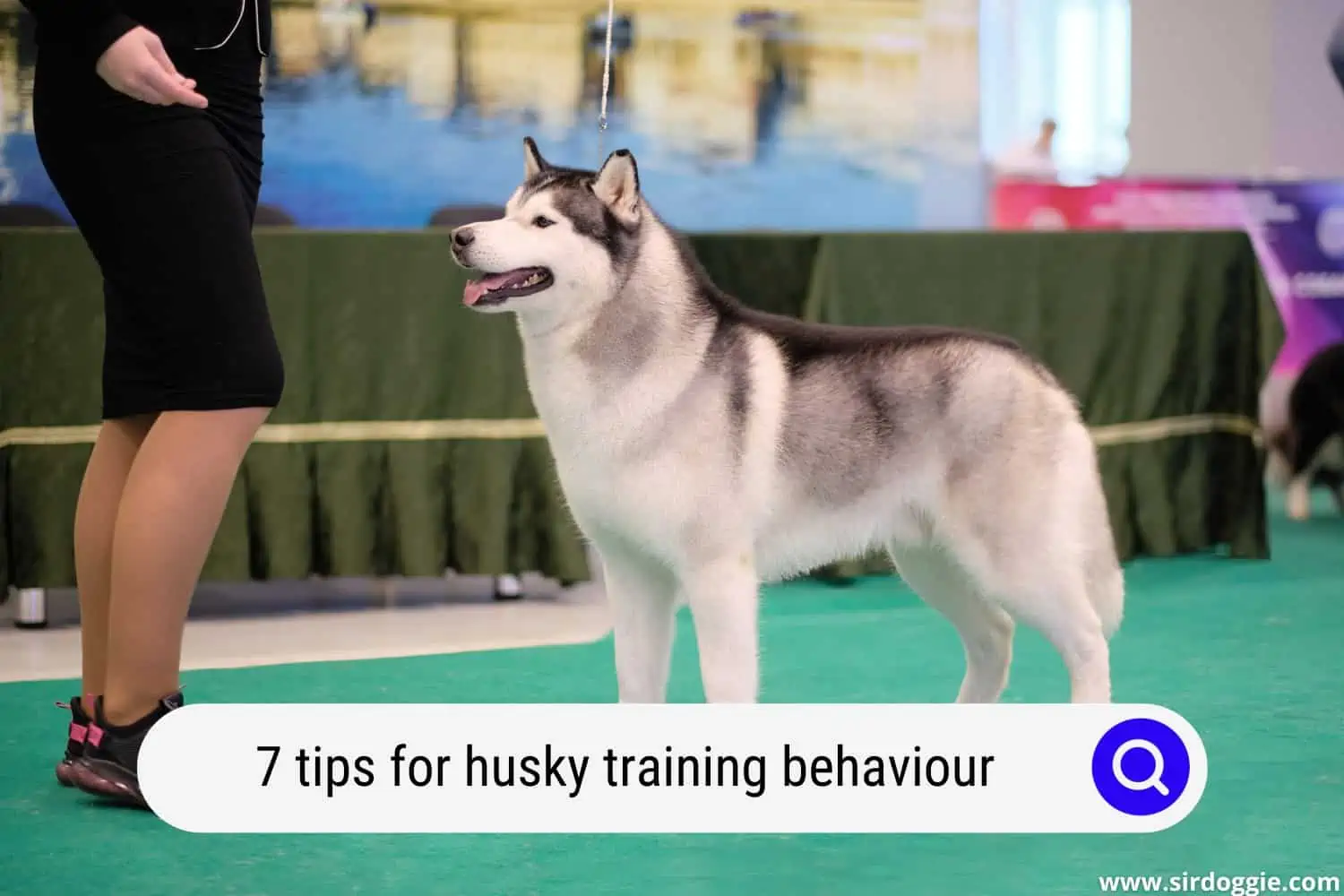 tips for training your husky for better behaviour