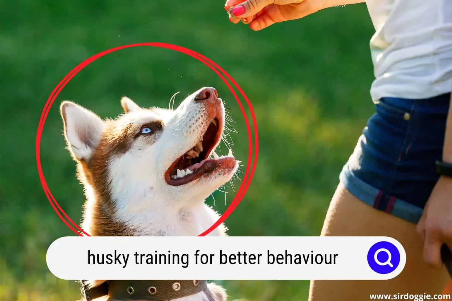 Pet owner training a Husky dog