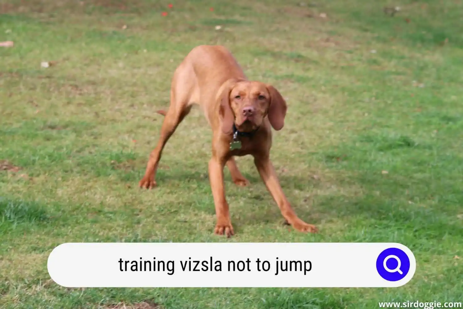 training vizsla not to jump