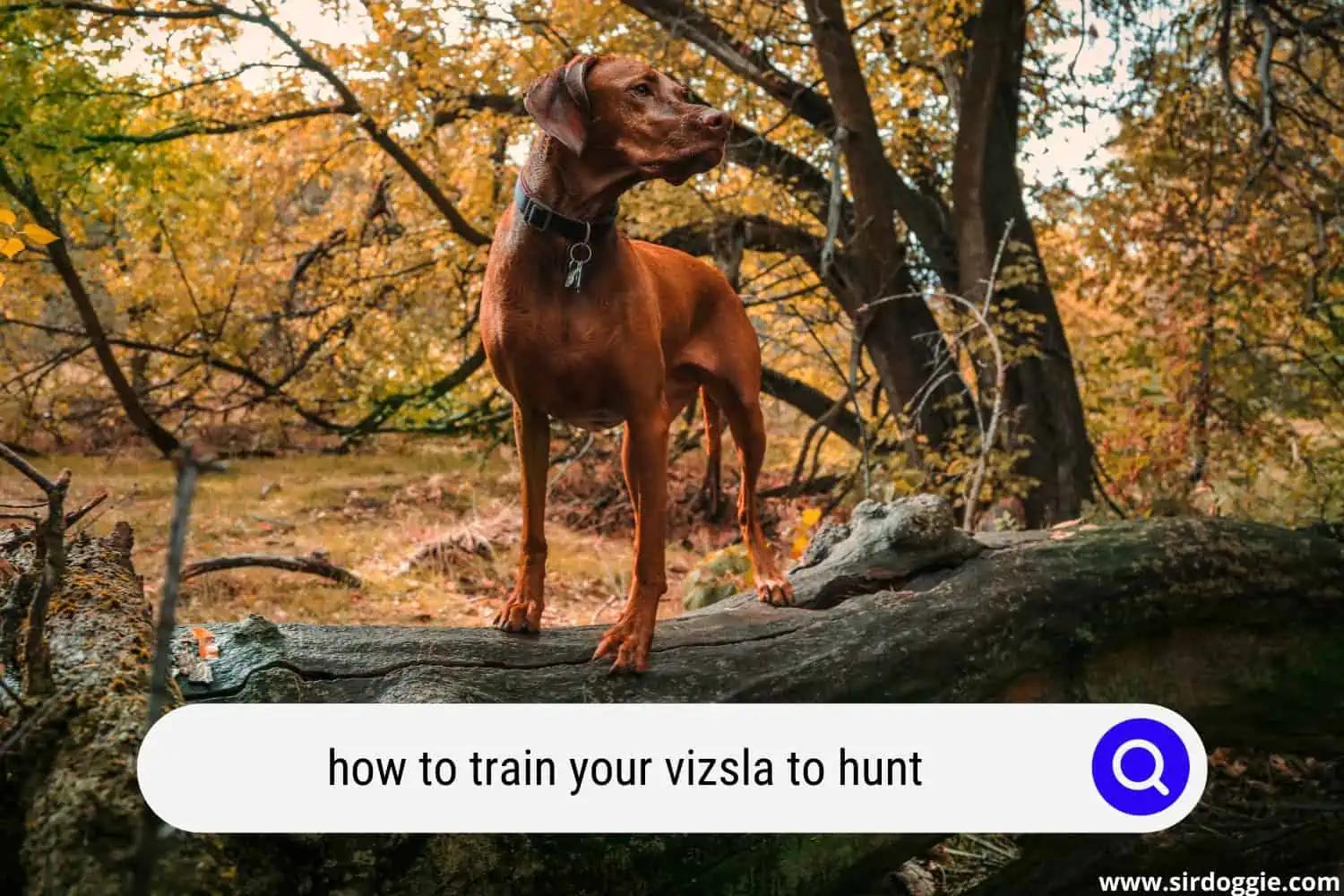 training your vizsla to hunt
