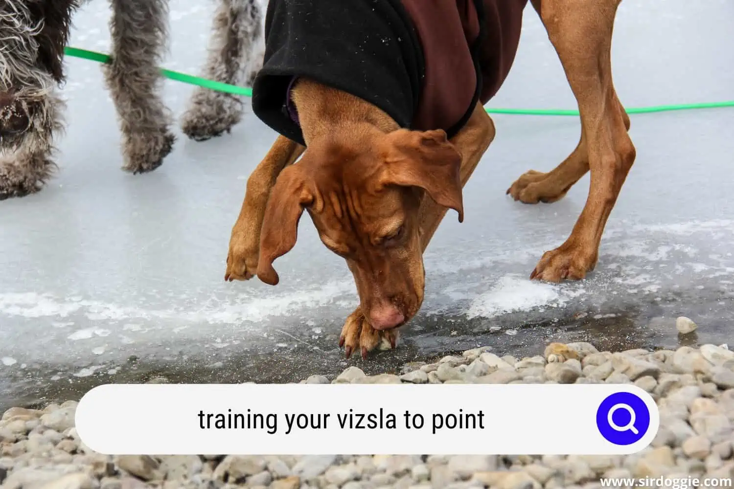 training your vizsla to point