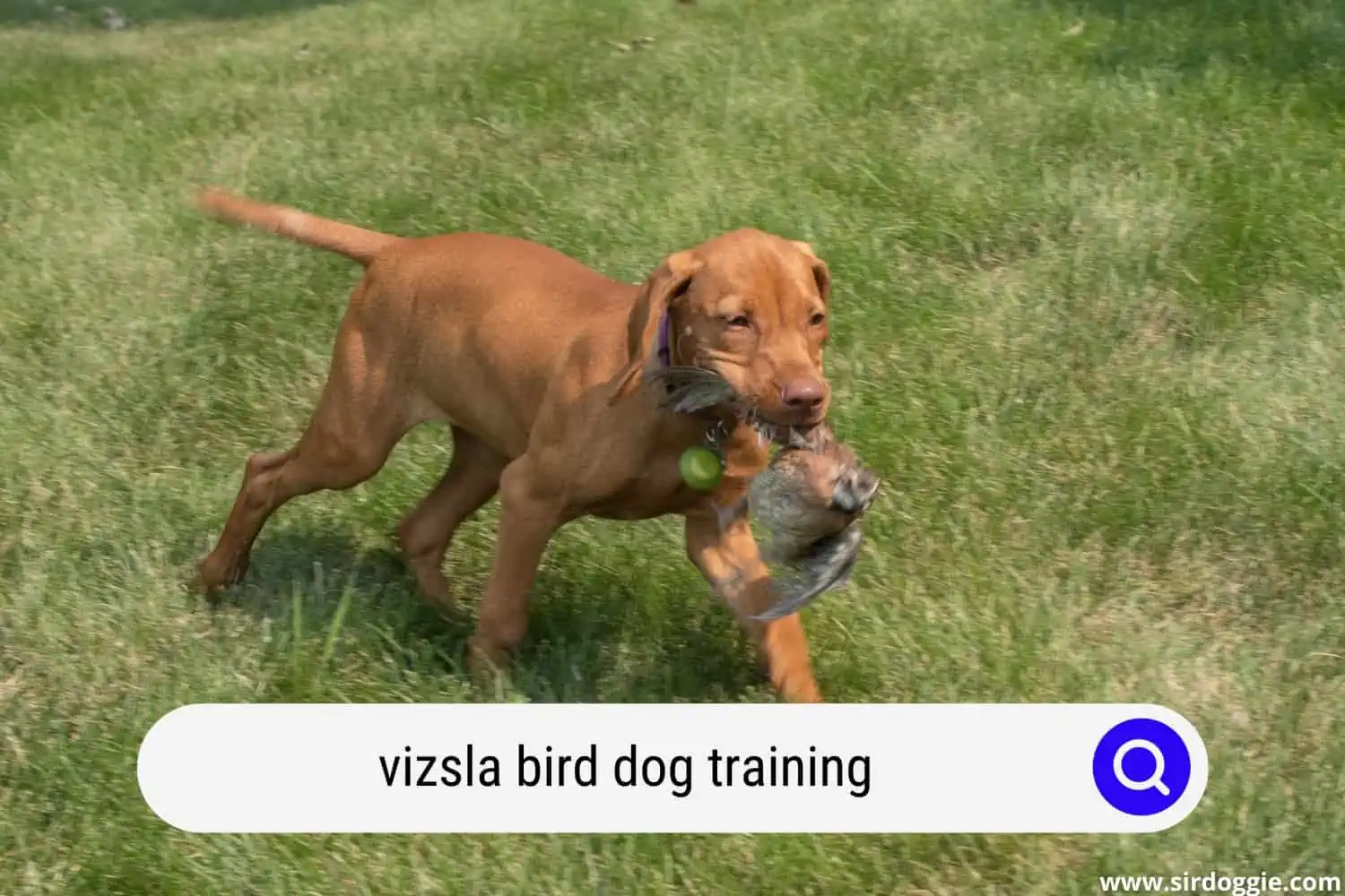 vizsla bird dog training