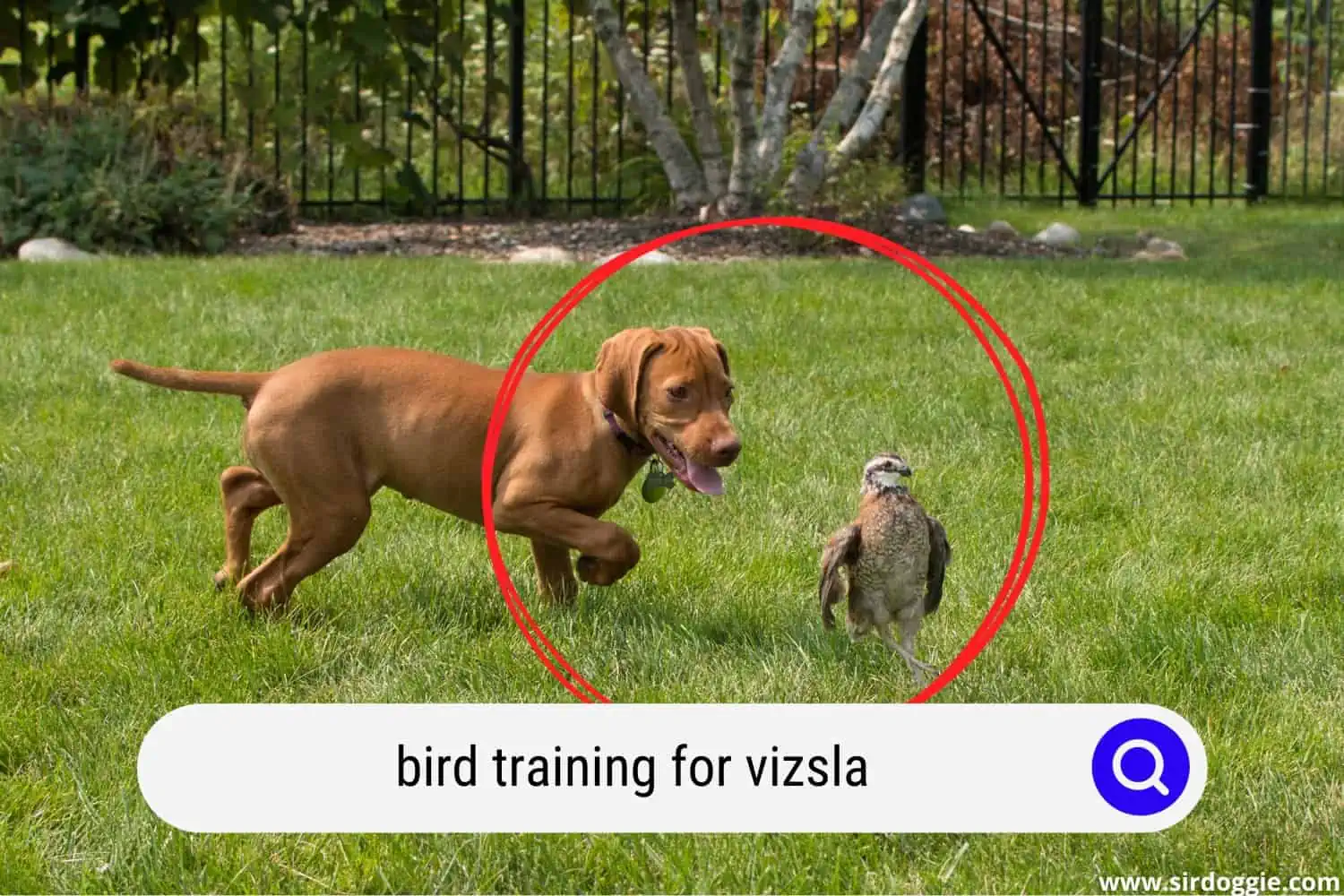 Vizsla bird hunting training in the backyard