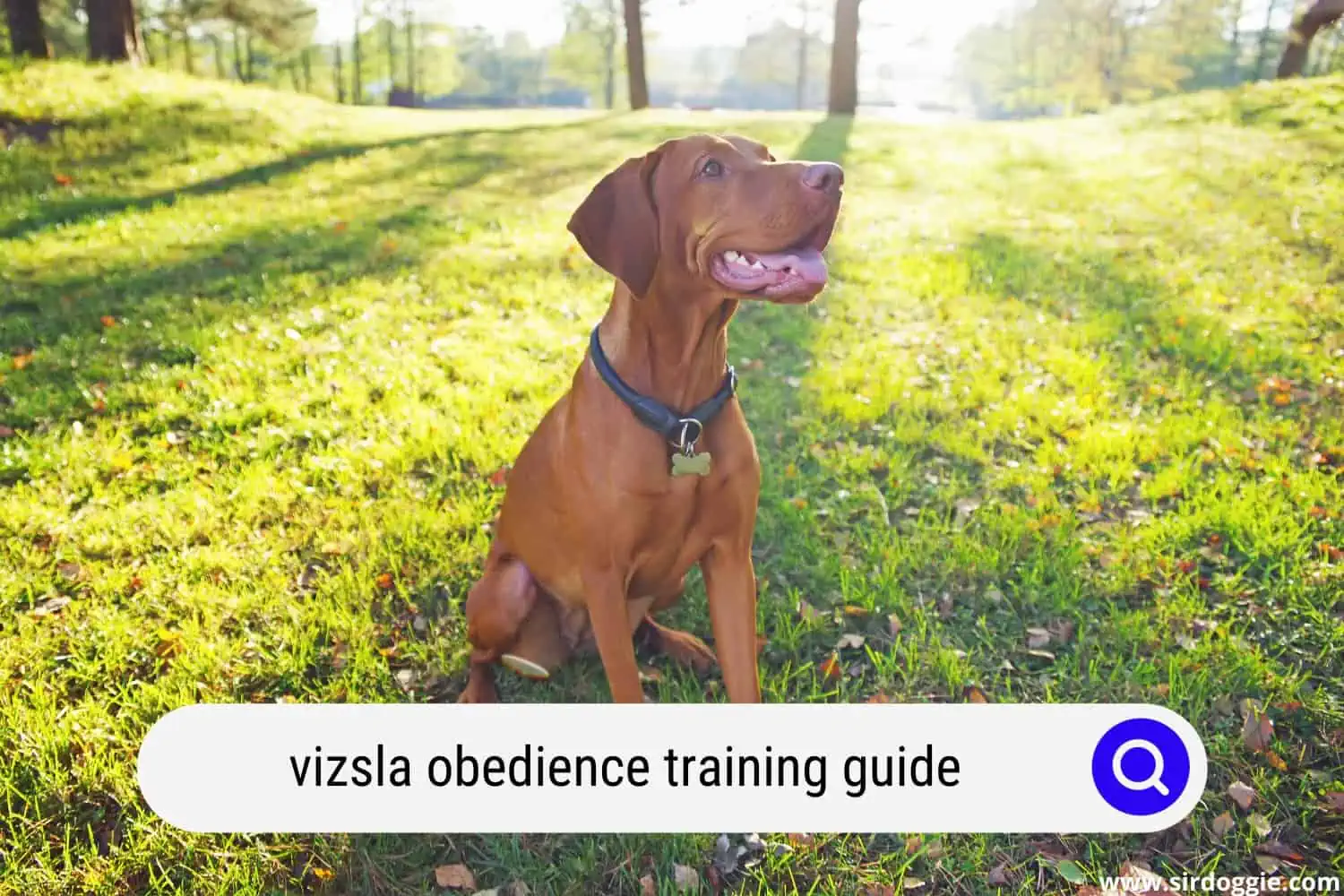 vizsla obedience training guide