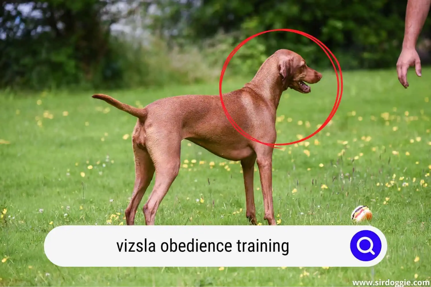 owner and vizsla for obedience training