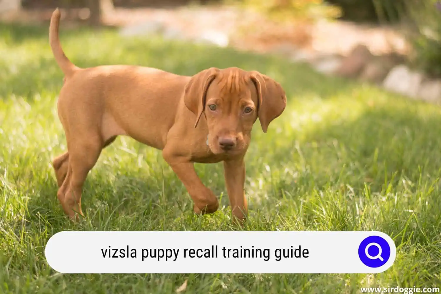 vizsla puppy recall training guide