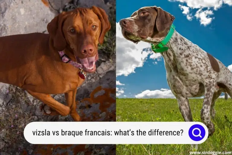 Vizsla Vs Braque Francais: What’s the Difference?