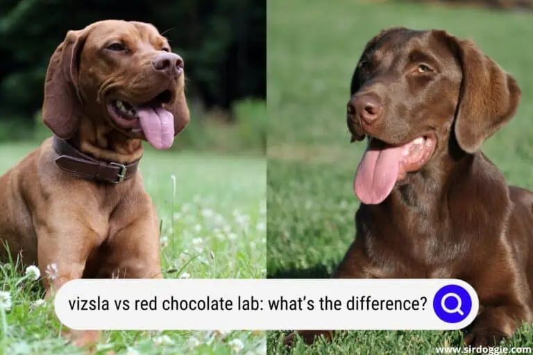 Vizsla vs Chocolate Lab: What’s the Difference?