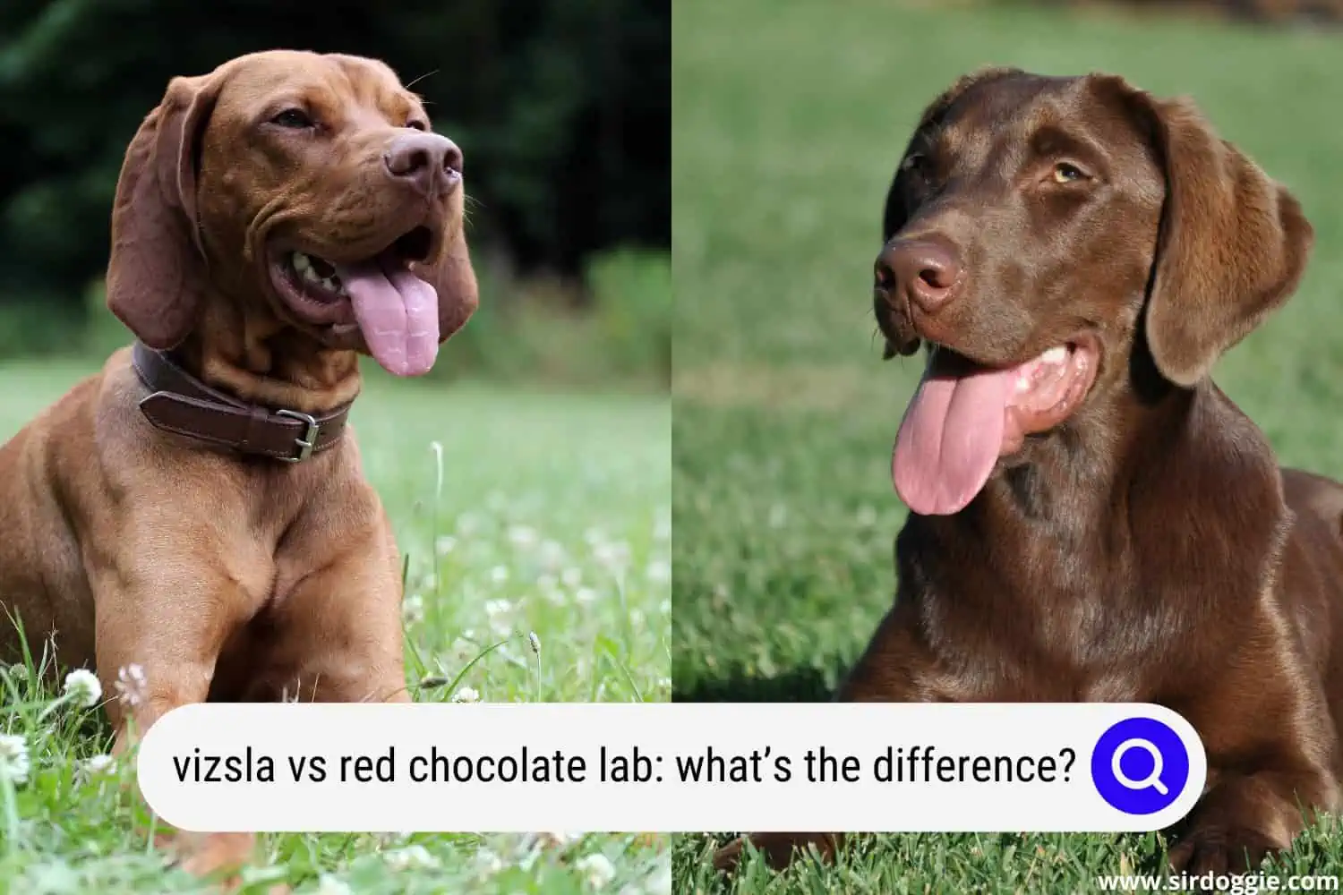 vizsla vs chocolate lab