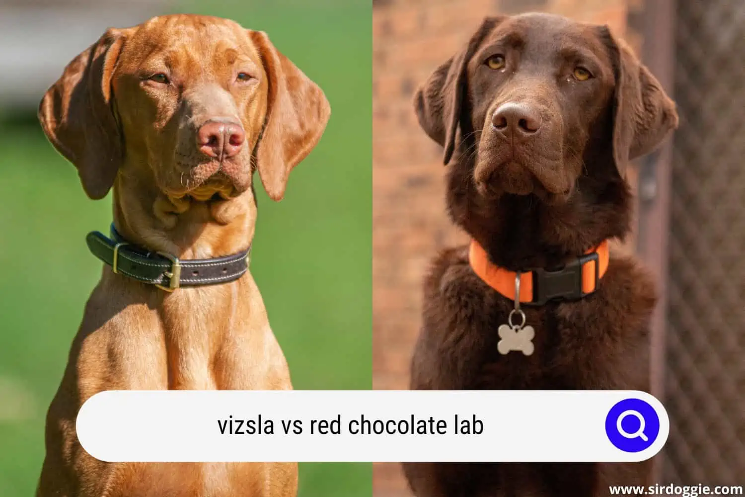 vizsla vs chocolate lab