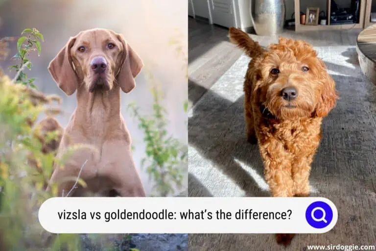 Vizsla vs Goldendoodle: What’s the Difference?