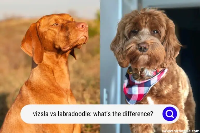 Vizsla vs Labradoodle: What’s the Difference?