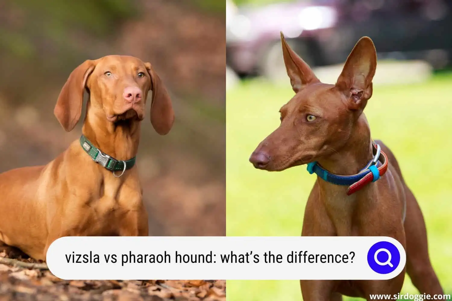 vizsla vs pharaoh hound