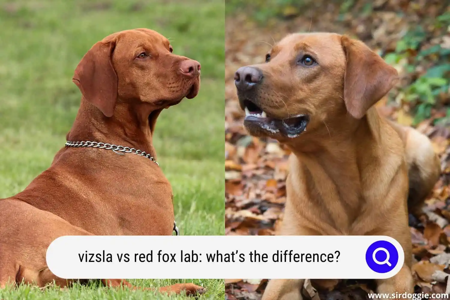 vizsla vs red fox lab