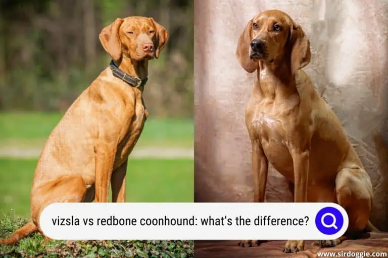 Vizsla vs Redbone Coonhound: What’s the Difference?